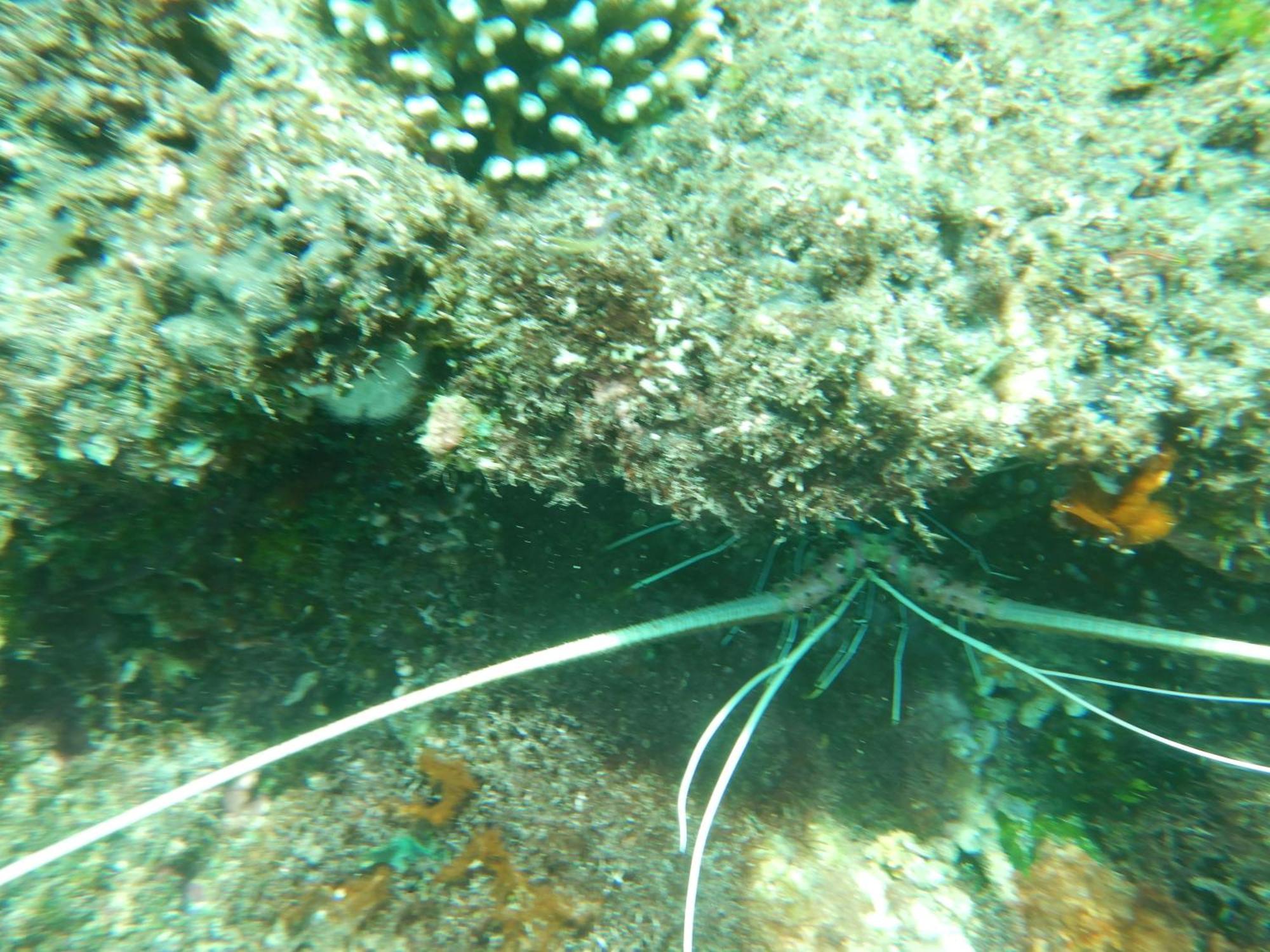 Raja Ampat Blue Sea Villa Besir Buitenkant foto