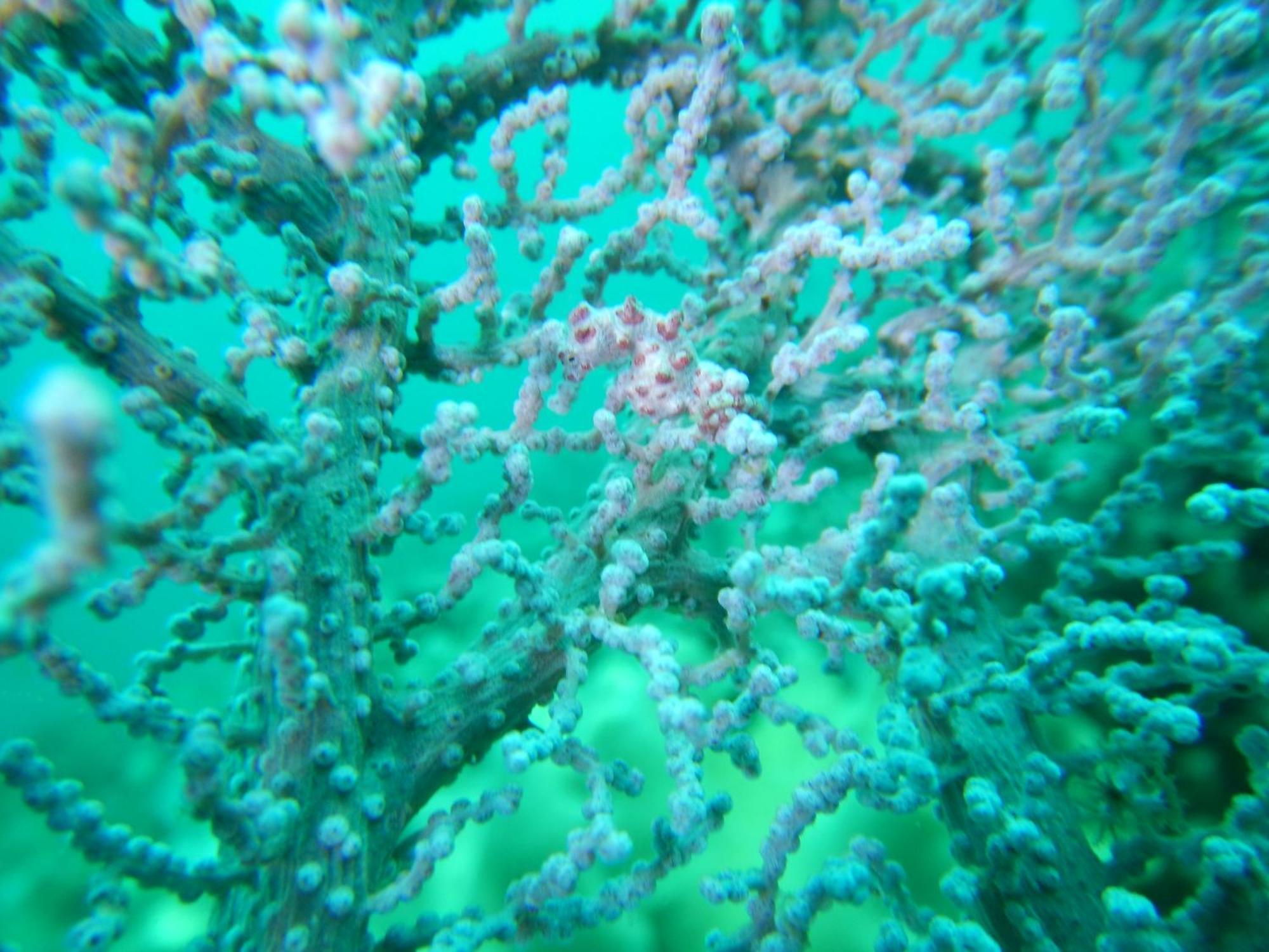 Raja Ampat Blue Sea Villa Besir Buitenkant foto