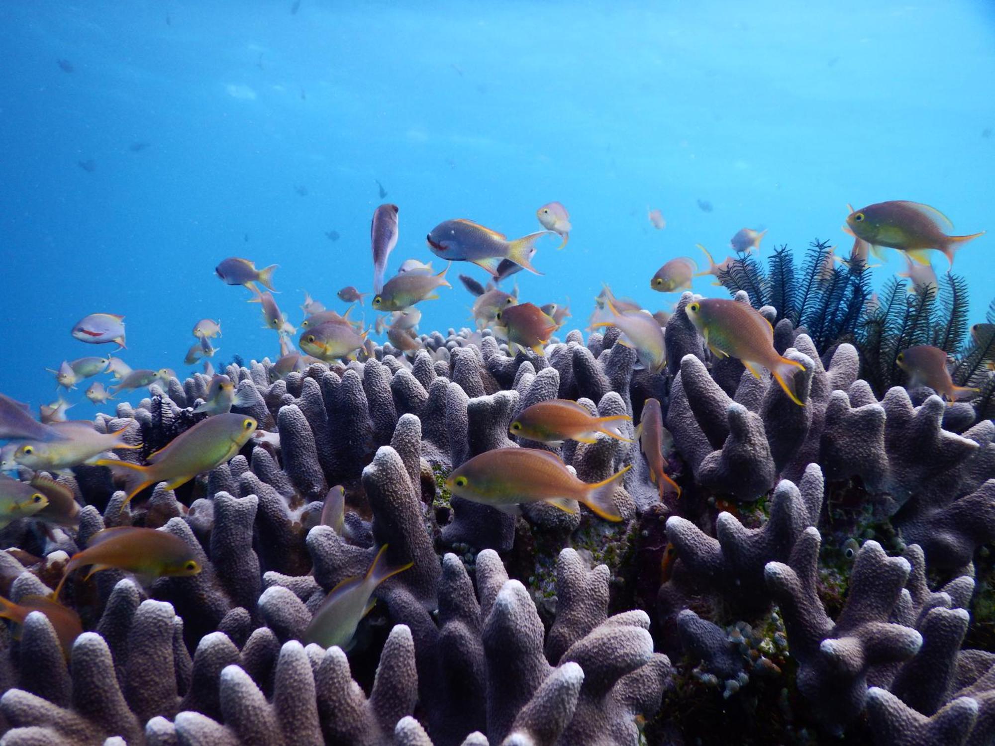Raja Ampat Blue Sea Villa Besir Buitenkant foto