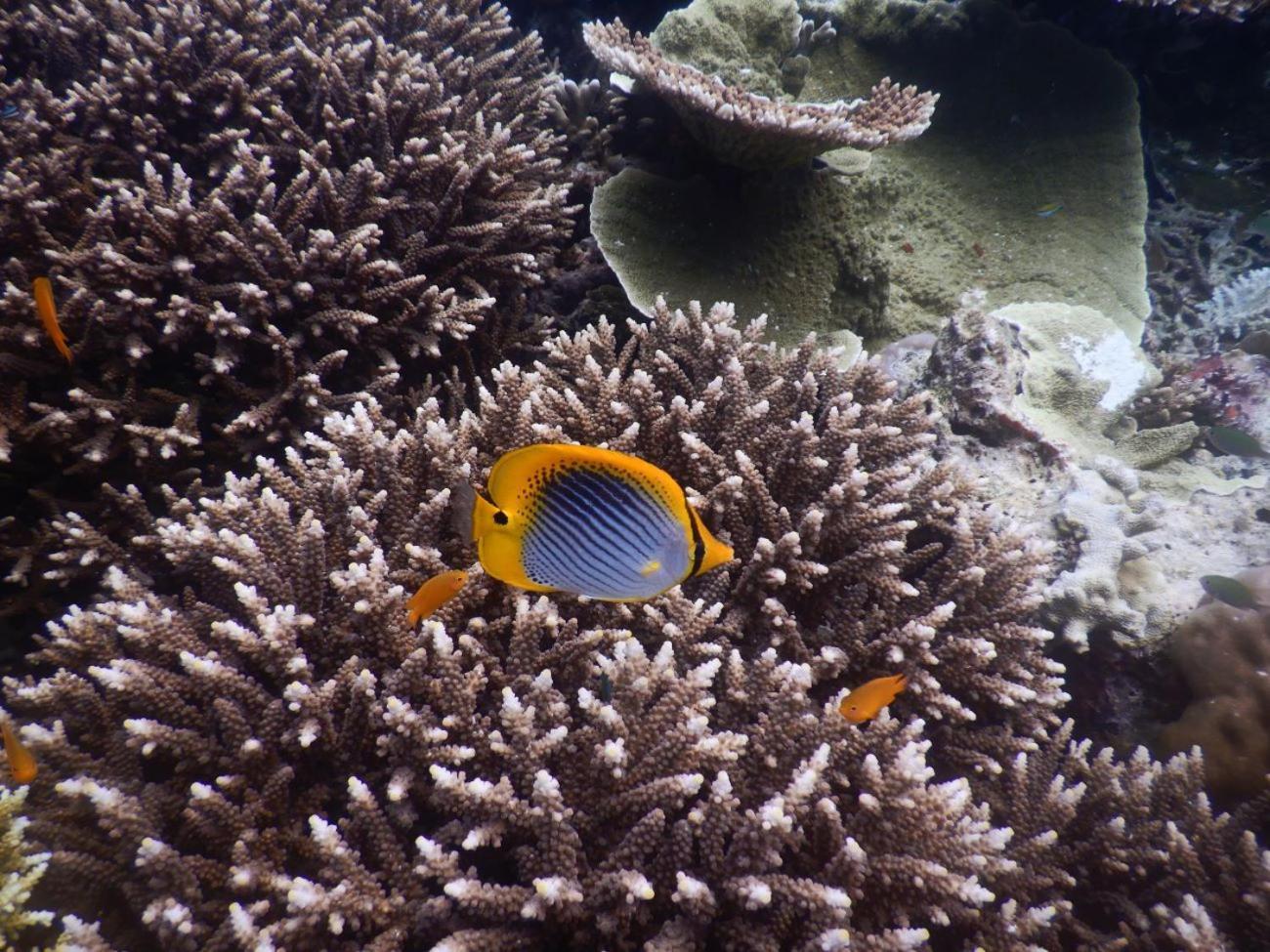 Raja Ampat Blue Sea Villa Besir Buitenkant foto