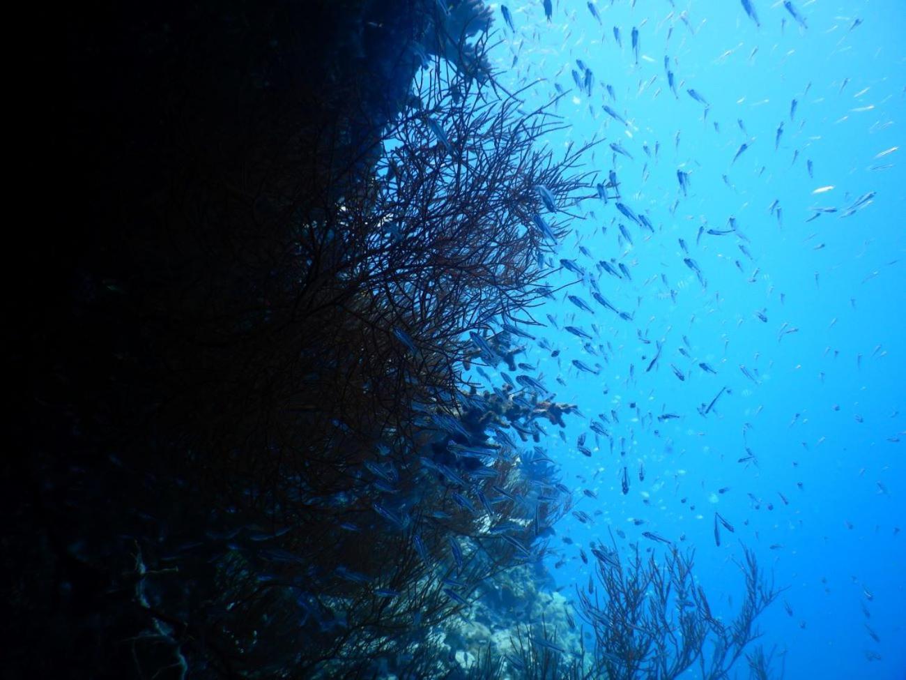 Raja Ampat Blue Sea Villa Besir Buitenkant foto