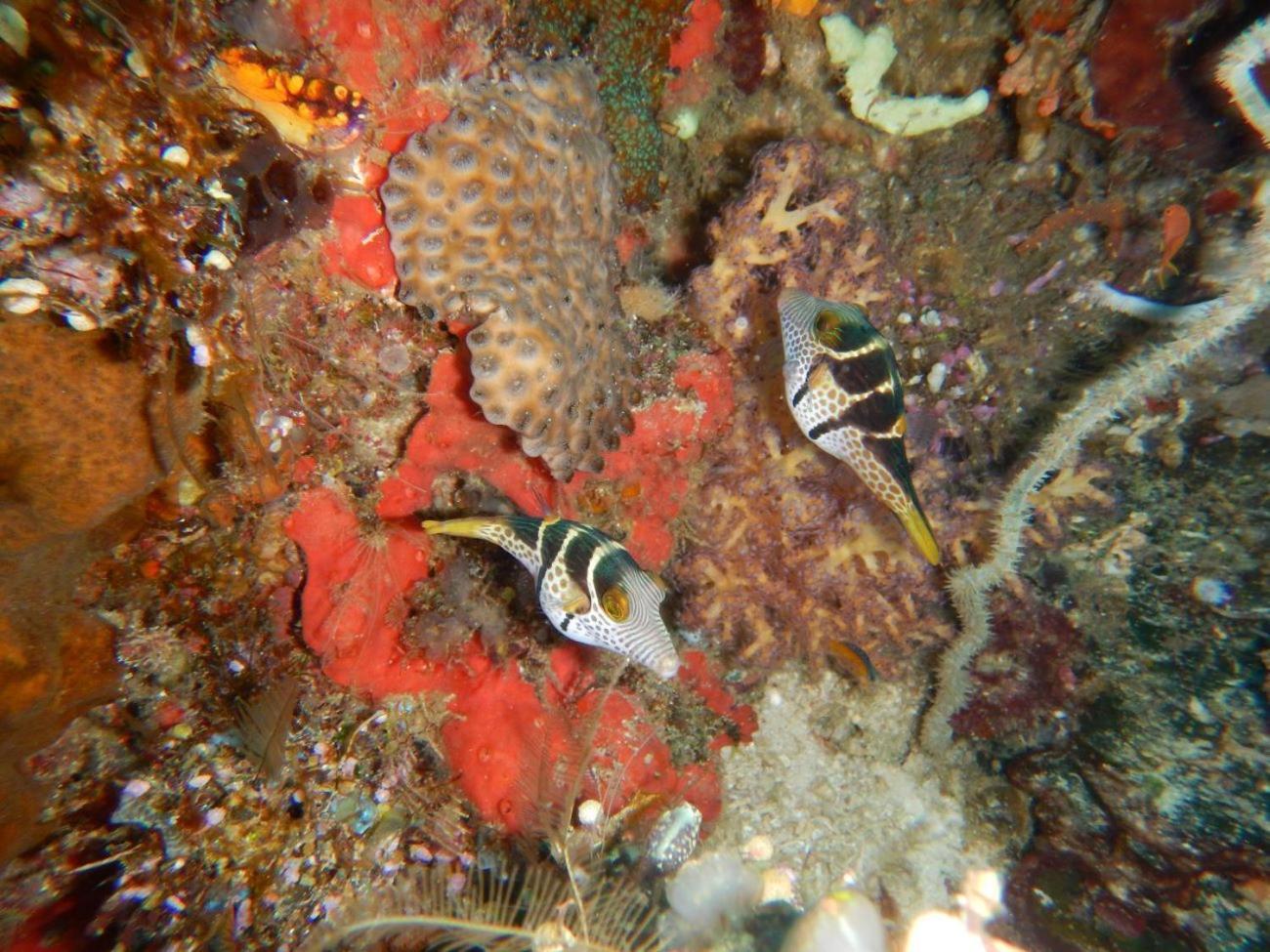 Raja Ampat Blue Sea Villa Besir Buitenkant foto