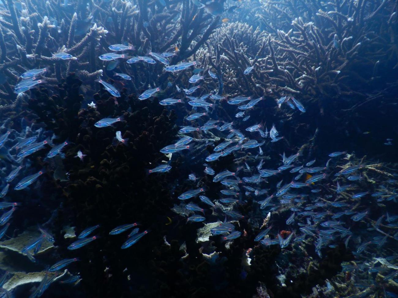 Raja Ampat Blue Sea Villa Besir Buitenkant foto